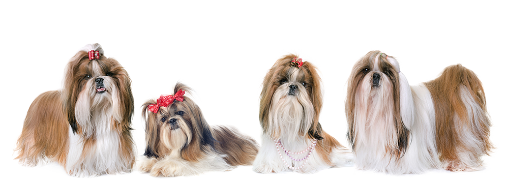 Shih Tzu Hunde